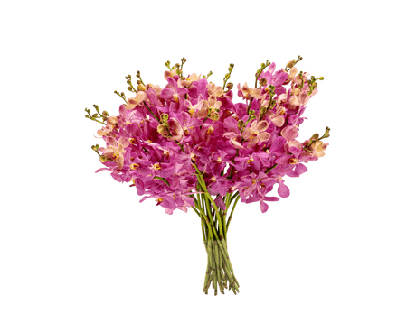 Orchid Mokara L Size (Local)