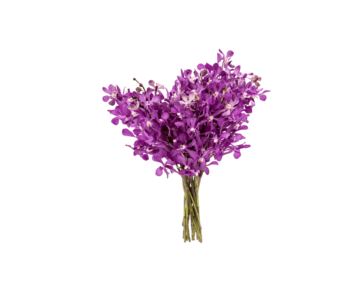 Orchid Mokara XL Size (Local)