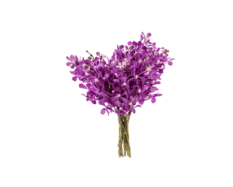 Orchid Mokara L Size (Local)