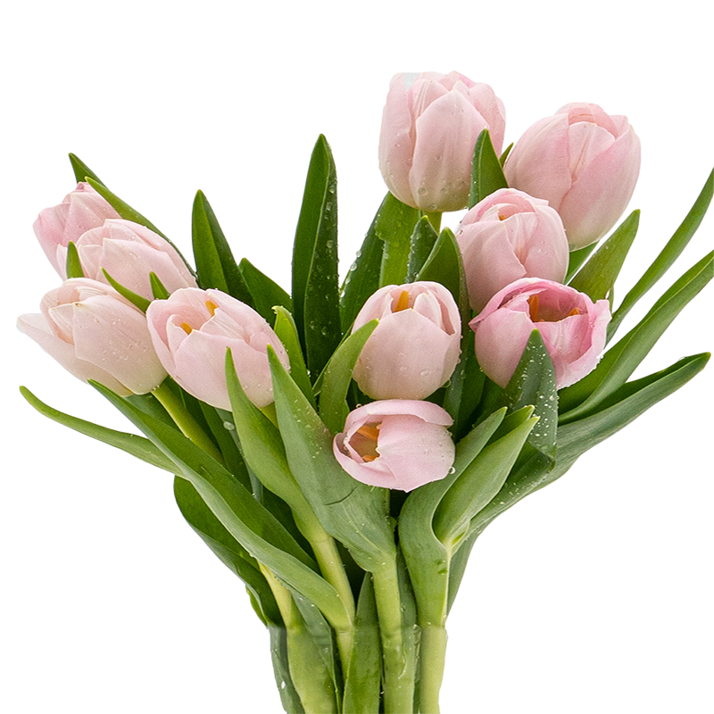 Tulip | Fresh Flowers | Ji Mei Flower