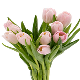 Tulip (Holland)