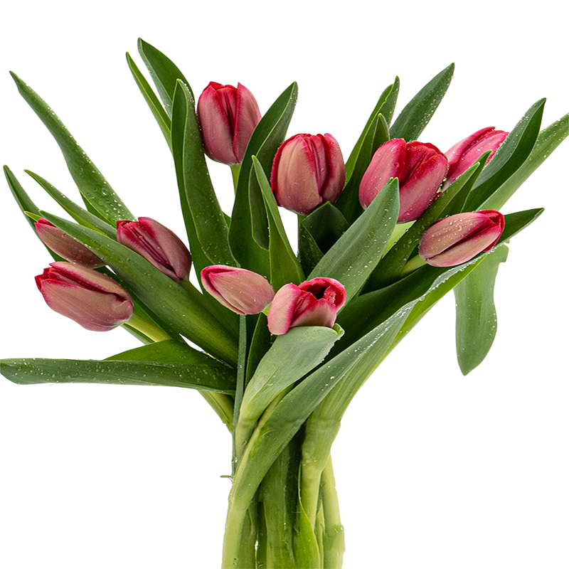 Tulips Flower Bouquet - Same Day Delivery - LVLY Malaysia