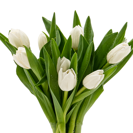 Tulip (Holland)