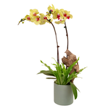 Gentle Grove (2 Single Stalk) - Orchid Phalaenopsis