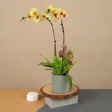 Gentle Grove (2 Single Stalk) - Orchid Phalaenopsis