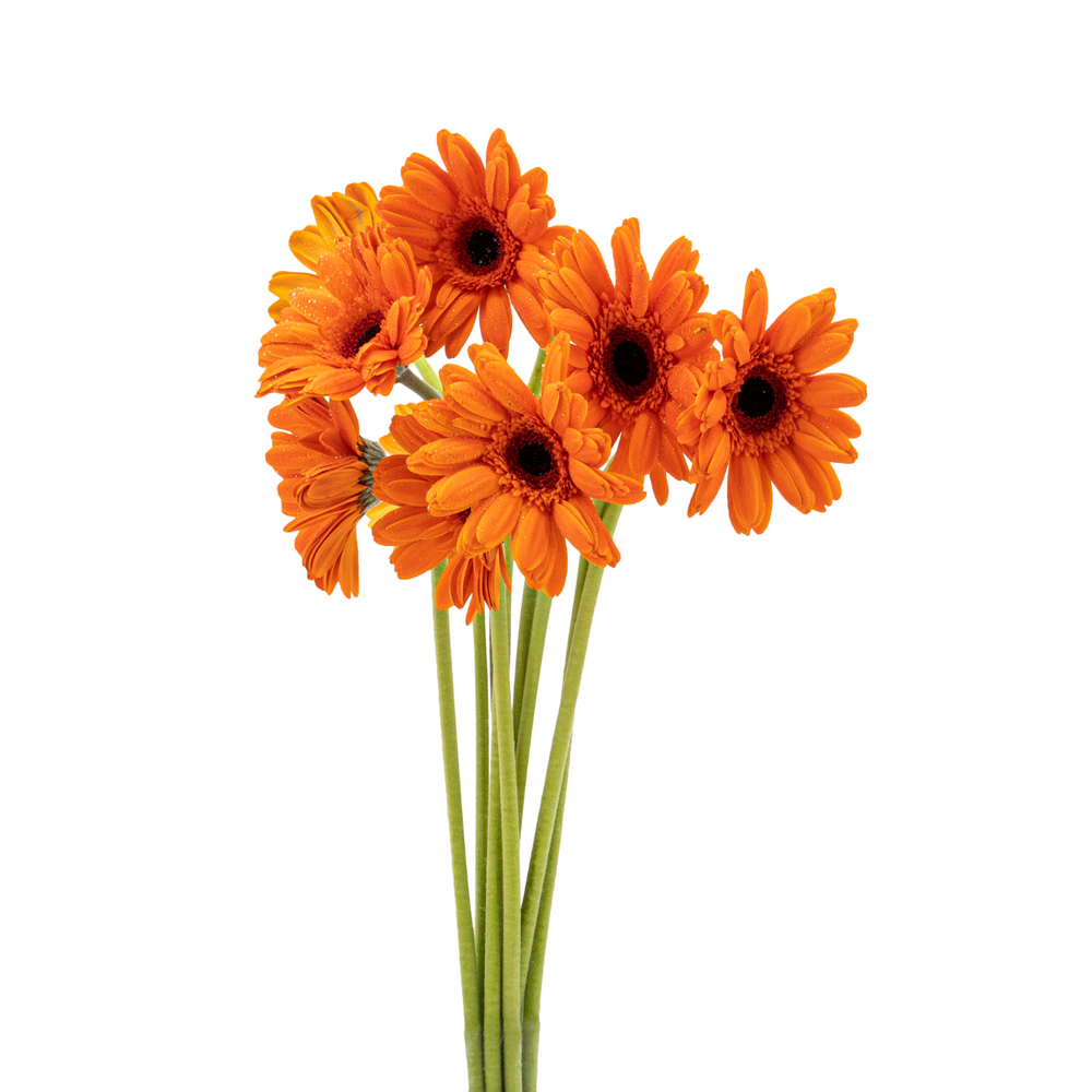 Order Flowers Online Singapore Ji Mei Flower