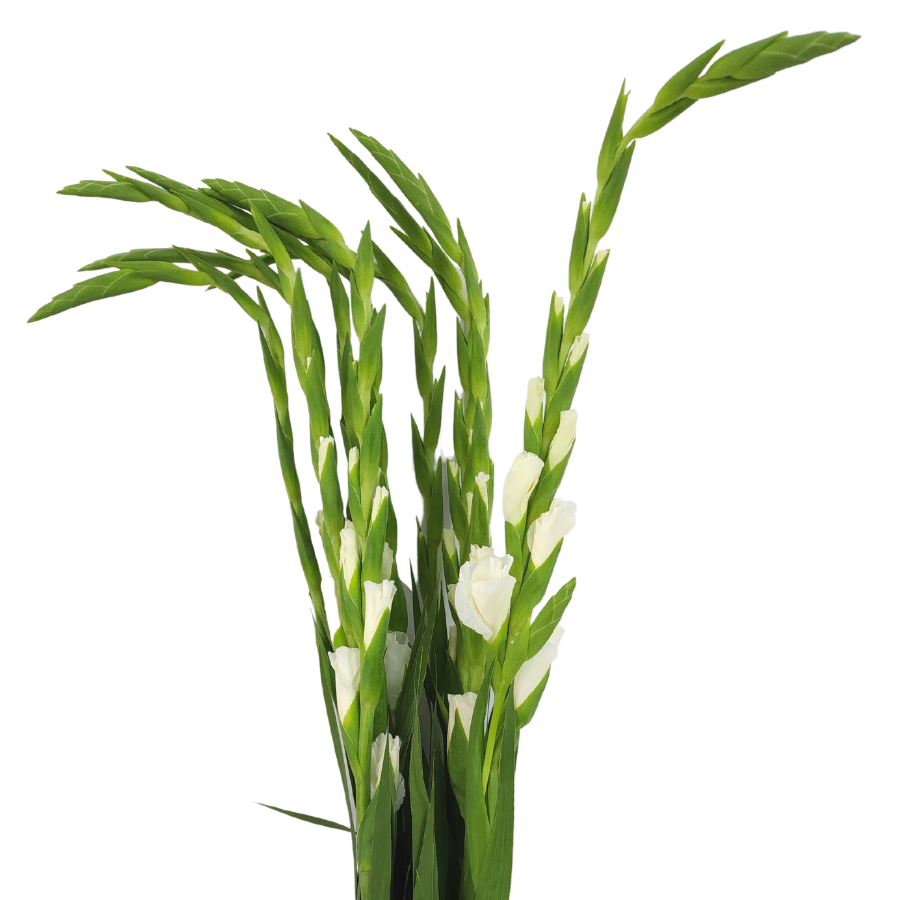 Gladiolus (Taiwan)