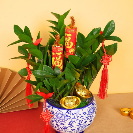 Gleam Treasure (ZZ Plant 金钱树) - CNY Plant