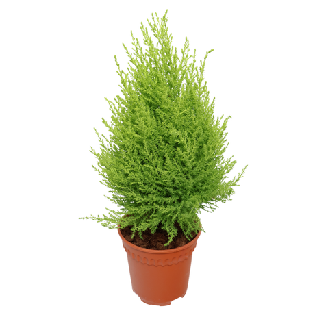 Goldcrest (Lemon Cypress)