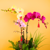 Golden Bloom (3 Single Stalks) - Orchid Phalaenopsis