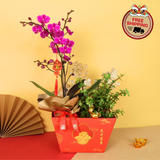 Golden Blossom (1 Double Stalk) - Orchid Phalaenopsis