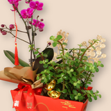 Golden Blossom (1 Double Stalk) - Orchid Phalaenopsis