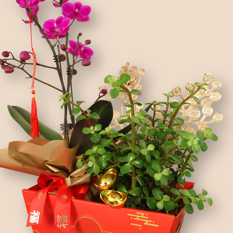 Golden Blossom (1 Double Stalk) - Orchid Phalaenopsis