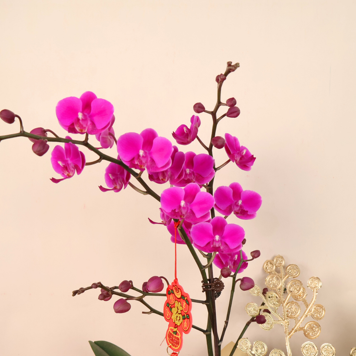 Golden Blossom (1 Double Stalk) - Orchid Phalaenopsis