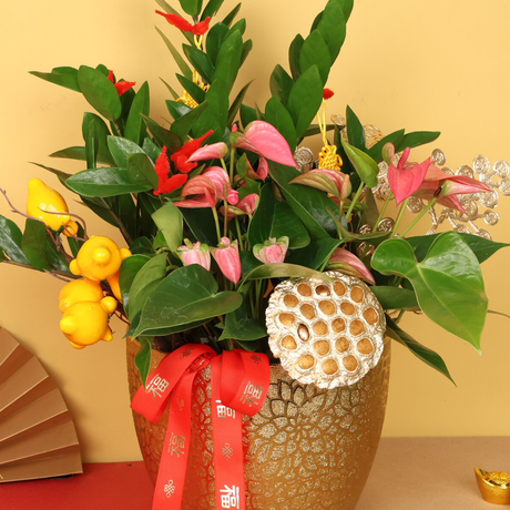 Golden Bountiful (ZZ Plant 金钱树) - CNY Plant