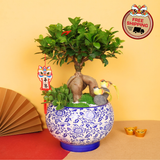 Golden Canopy (Bonsai) - CNY Plant