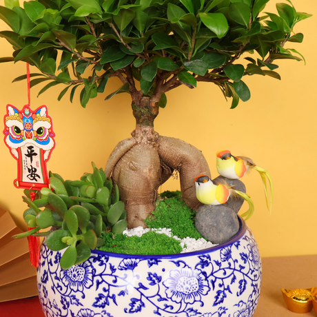 Golden Canopy (Bonsai) - CNY Plant