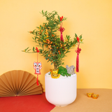 Golden Charm (Mini Kumquat 金豆) - CNY Plant