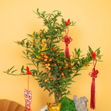 Golden Charm (Mini Kumquat 金豆) - CNY Plant