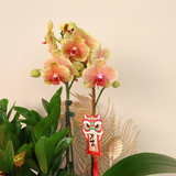Golden Glaze (1 Double Stalk) - Orchid Phalaenopsis