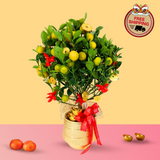 Great Fortune (Four Season Lime 四季桔) - CNY Plant