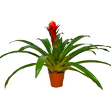 Guzmania Plant 1 Head (凤梨花)