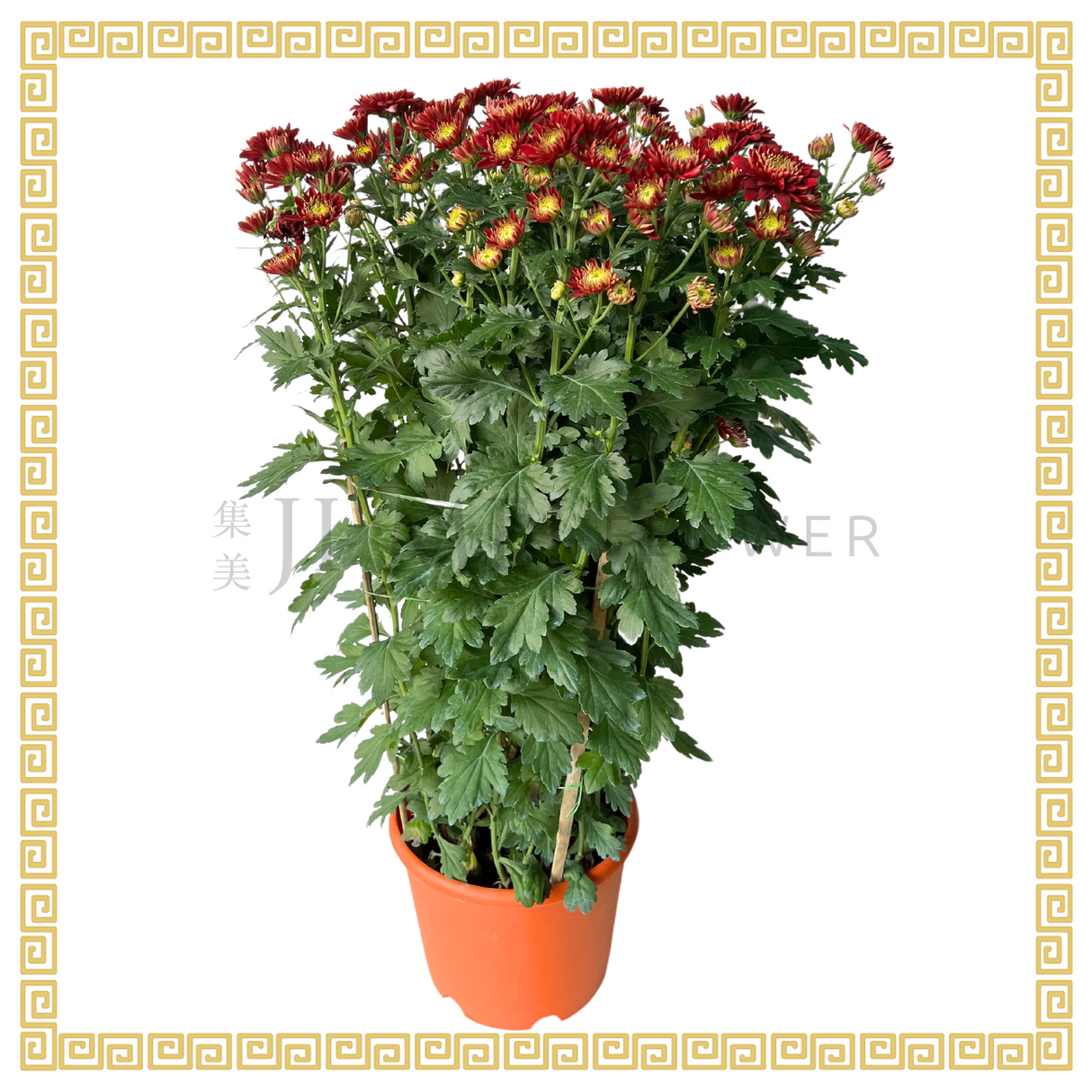 Chrysanthemum (Medium)