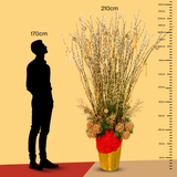 Petal Wealth (58/88/128 Stalks) - Pussy Willow