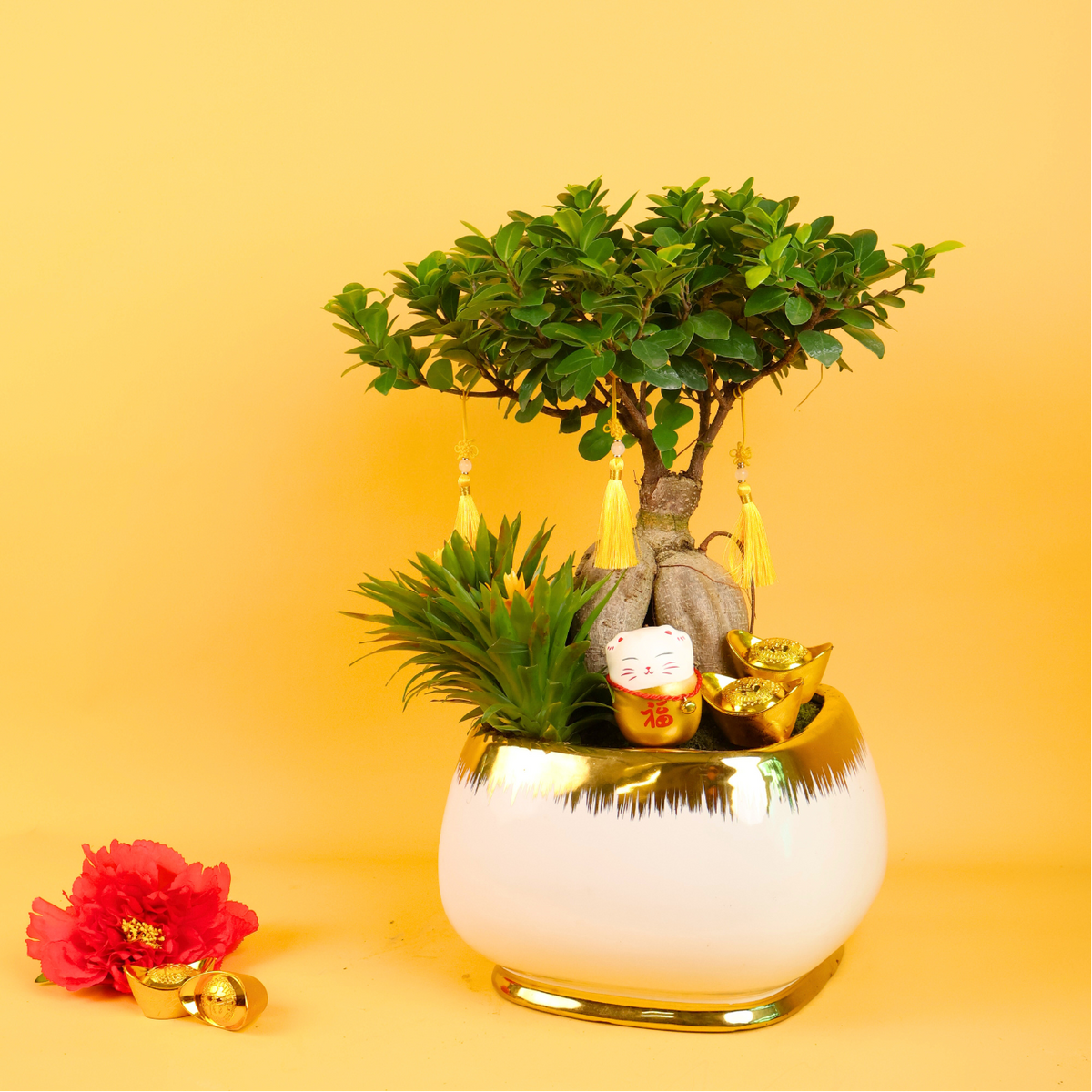 Harmony Gold (bonsai) - Cny Plant – Jm Flower