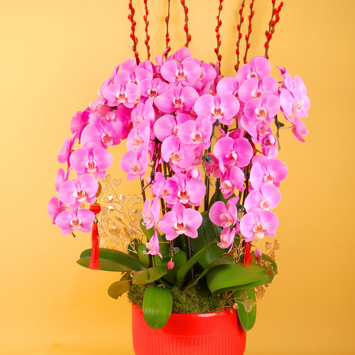 Harvest Radiance (8 Single Stalks) - Orchid Phalaenopsis