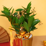 Harvest Wealth (ZZ Plant 金钱树) - CNY Plant