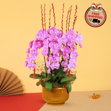 Harvest Radiance (8 Single Stalks) - Orchid Phalaenopsis