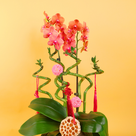 Heavenly Path (1 Double Stalk) - Orchid Phalaenopsis