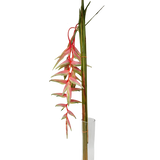 Heliconia Hanging Pink (Malaysia)