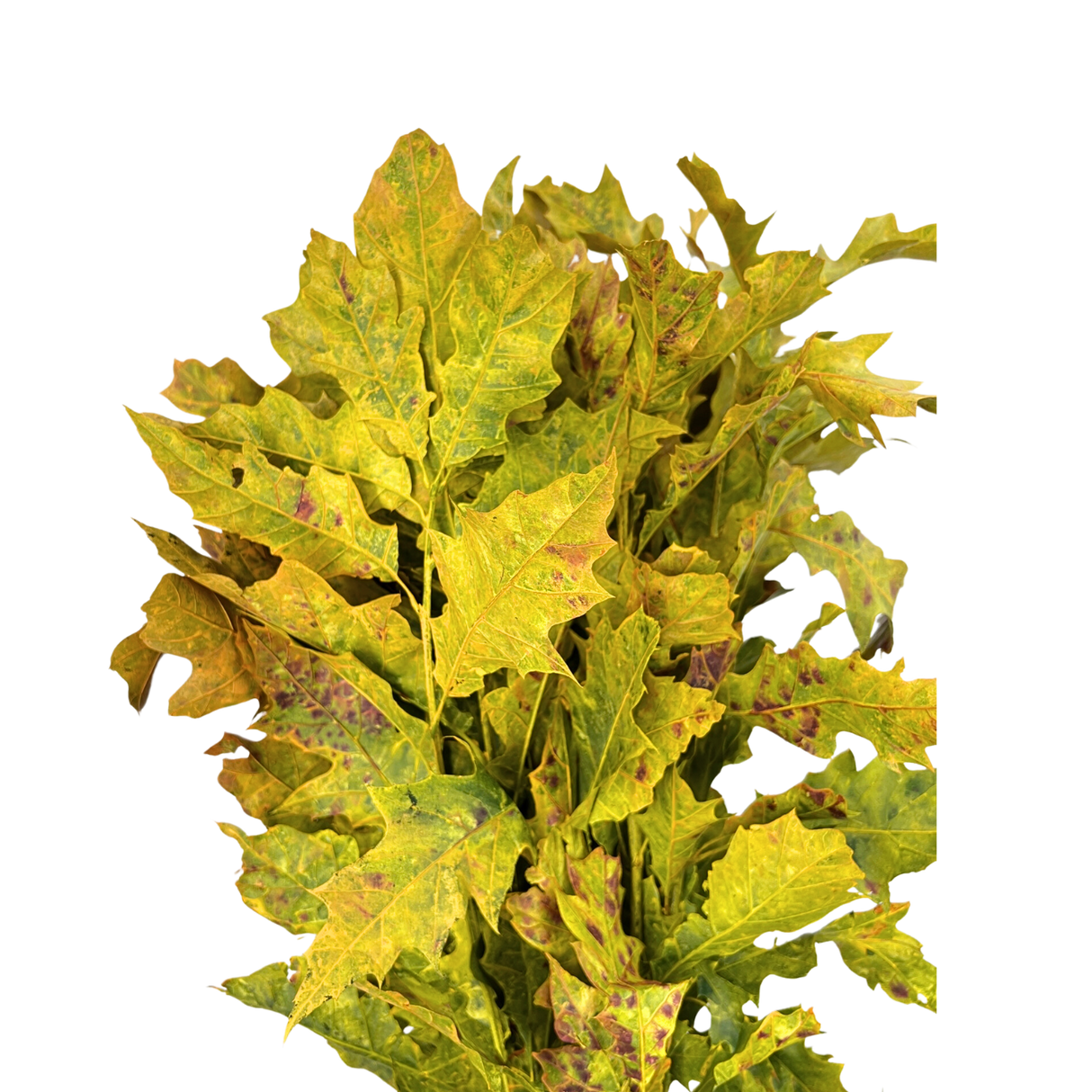 Holly Oak Leaf Colour