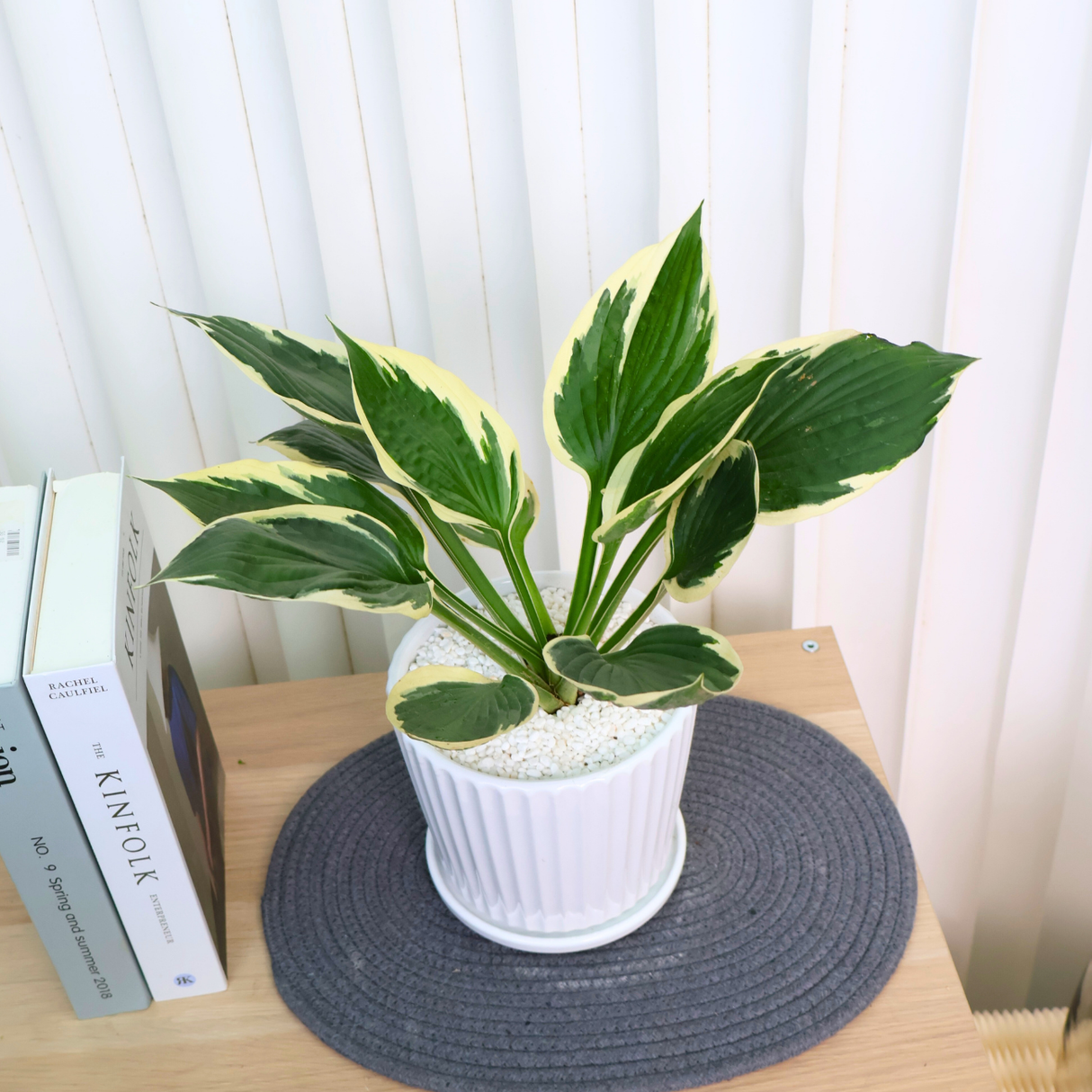 Hosta in Ceramic Pot