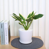 Hosta in Ceramic Pot