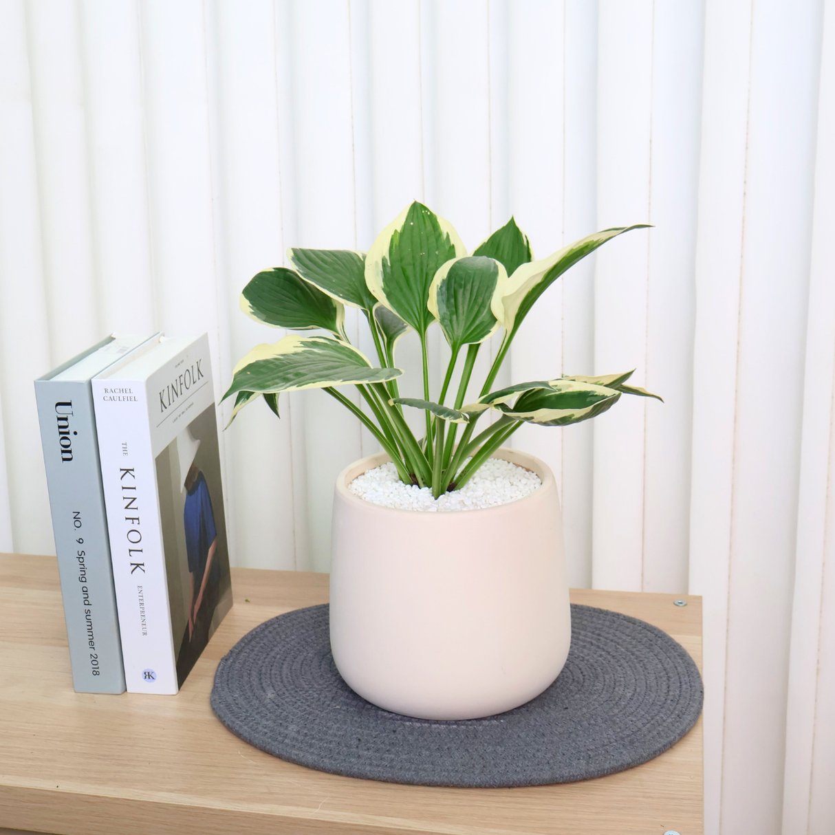 Hosta Minuteman (Plantain Lily) in Ceramic Pot