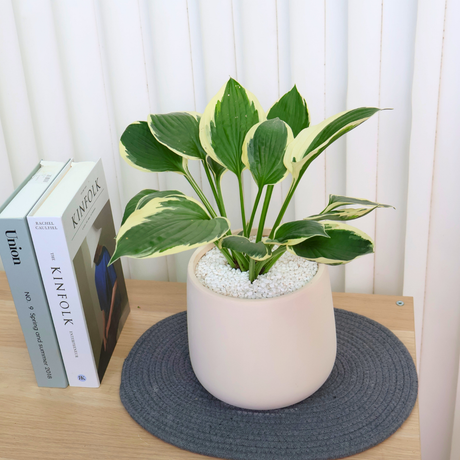 Hosta Minuteman (Plantain Lily) in Ceramic Pot