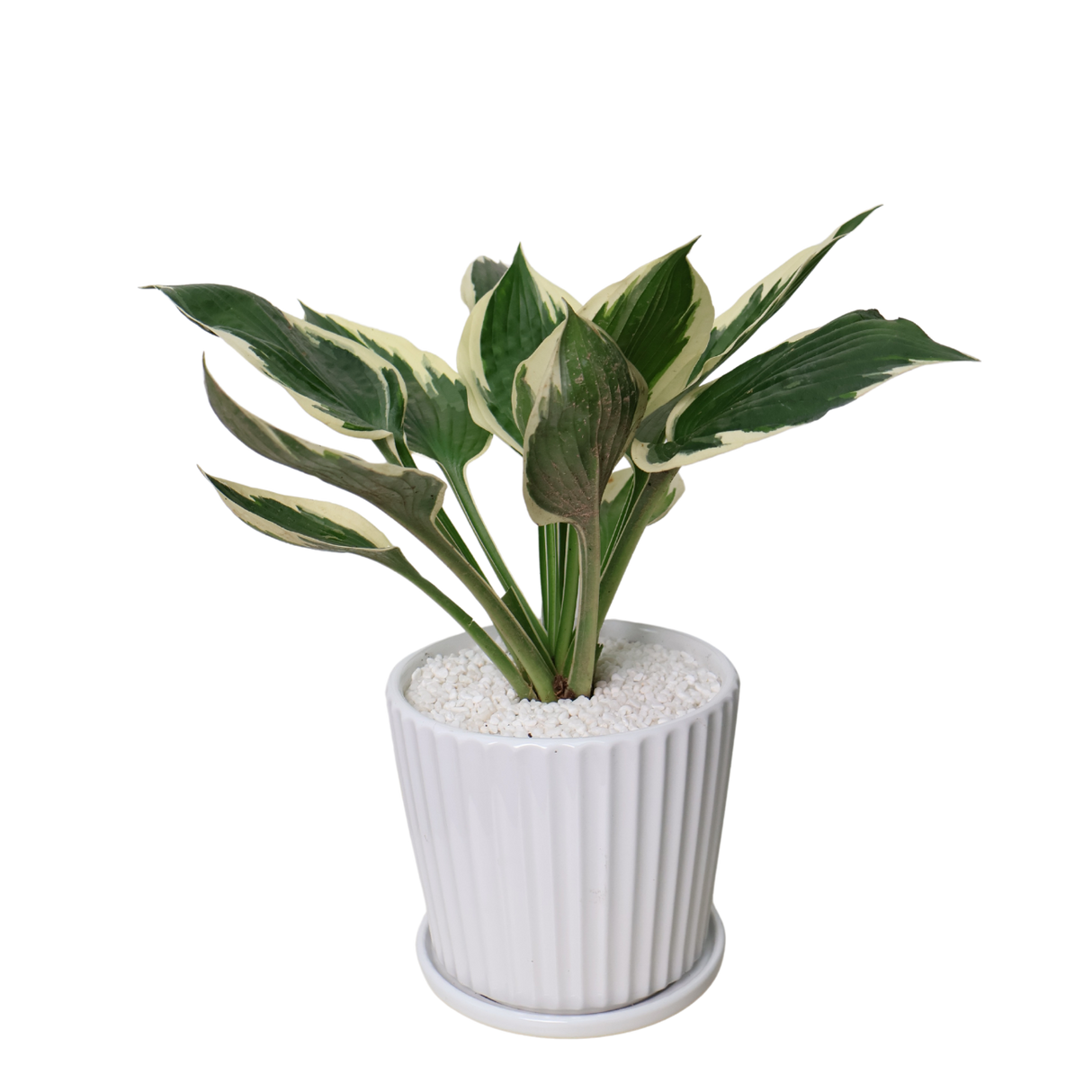 Hosta in Ceramic Pot