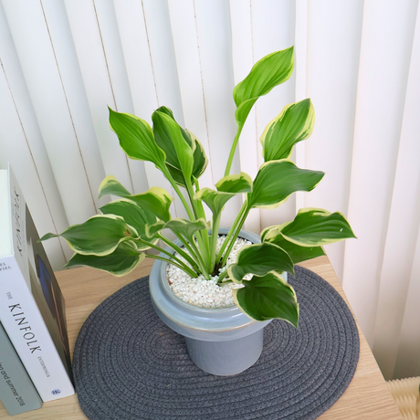 Hosta  in Ceramic Pot