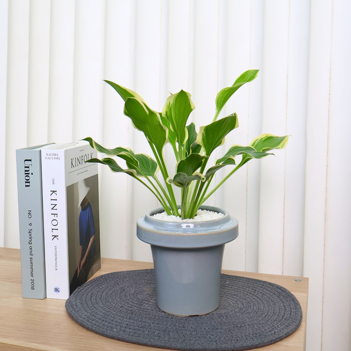 Hosta  in Ceramic Pot