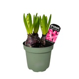 Hyacinthus Plant 3PP 风信子 洋水仙