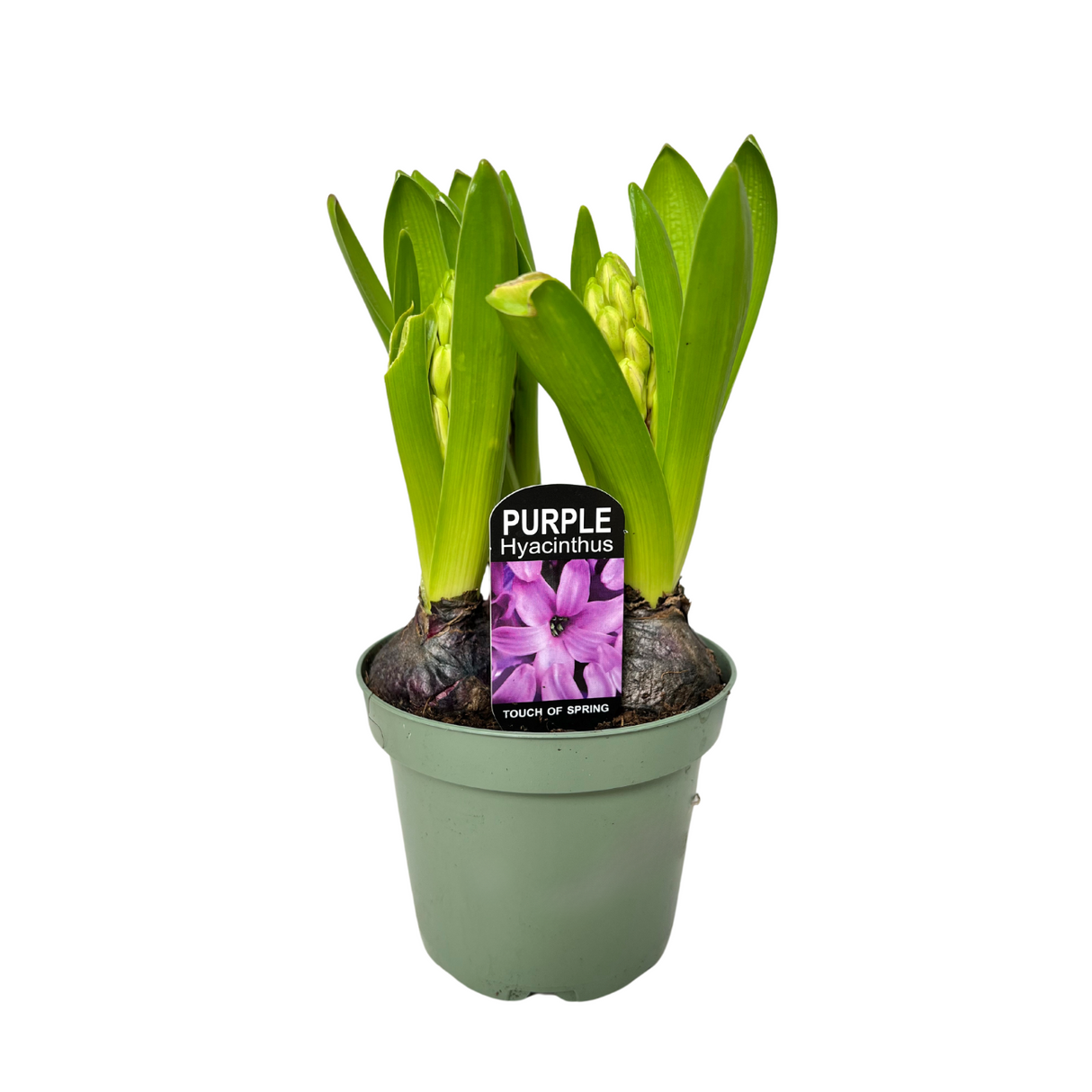 Hyacinthus Plant 3PP 风信子 洋水仙