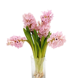 Hyacinthus (Holland)