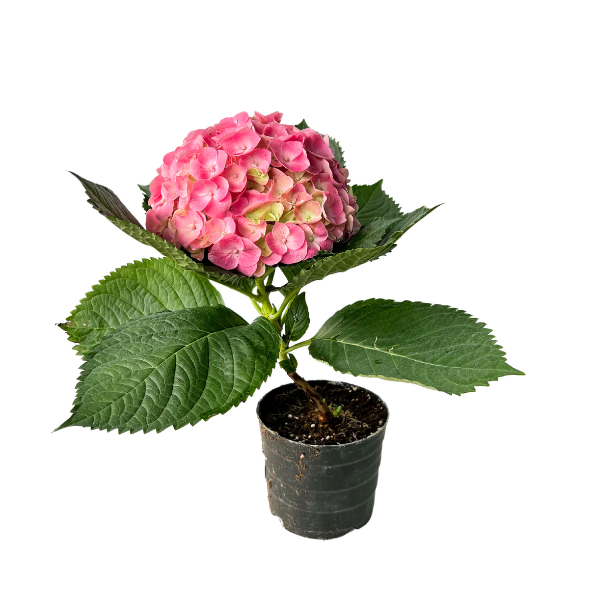Hydrangea Plant 1Hd 14cm Pot