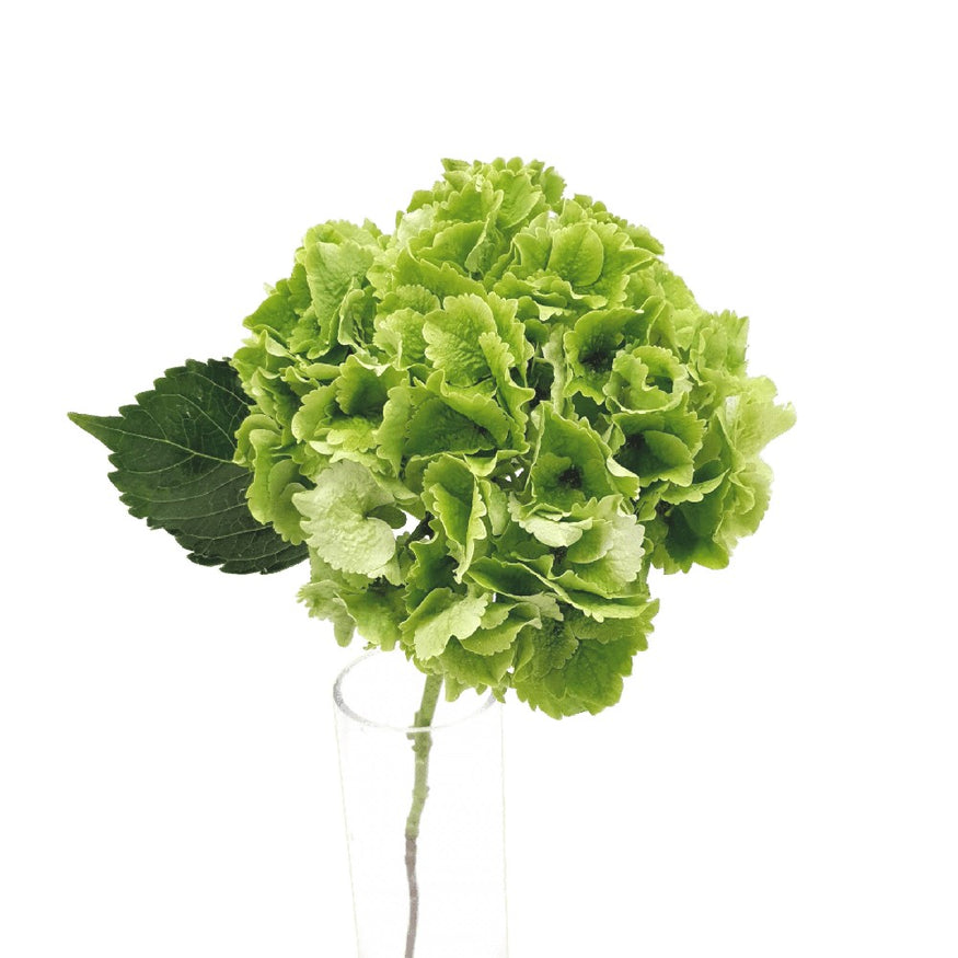 Fresh Cut Hydrangea Flowers for Home and Events | Buy Hydrangeas Online