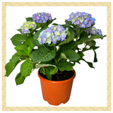 Hydrangea Plant 23cm Pot