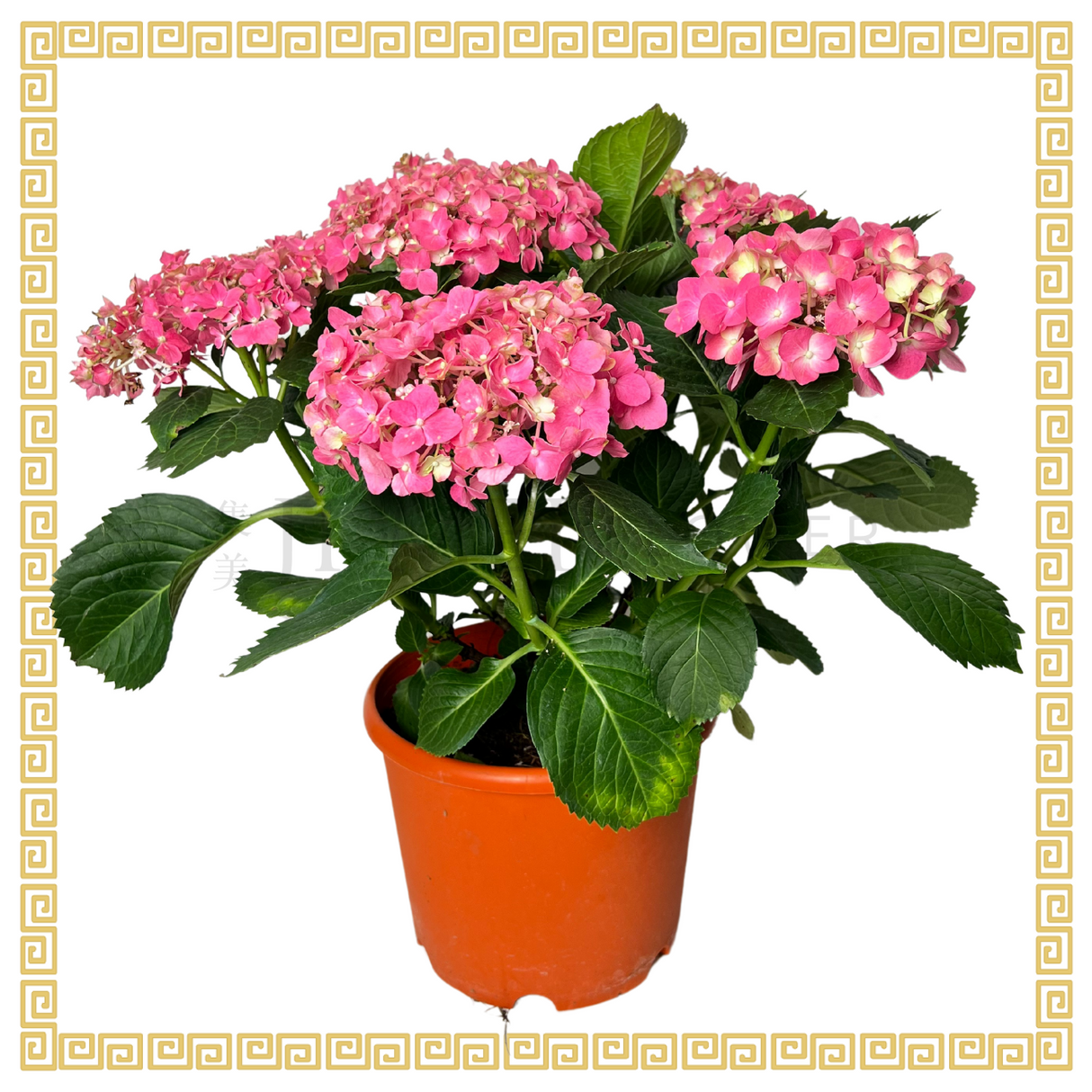 Hydrangea Plant 23cm Pot