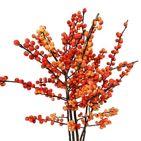 Ilex Verticillata / Winterberry 50cm (Holland)